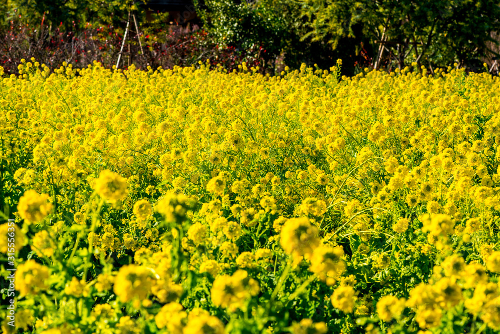 Obraz premium 大神の早咲き菜の花