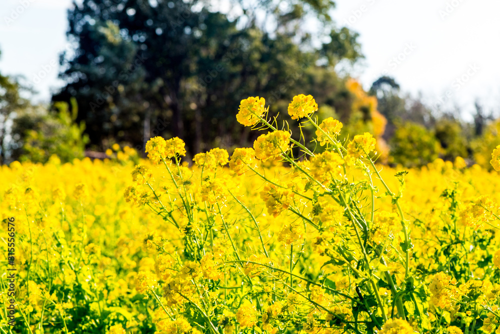 Obraz premium 大神の早咲き菜の花