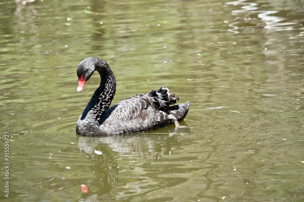 Fototapeta premium the black swan has a reflecton in the water