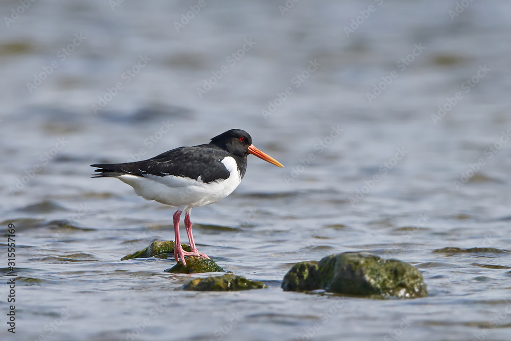 Eurasian oystercatcher (Haematopus ostralegus) Eurasian oystercatcher (Haematopus ostralegus)