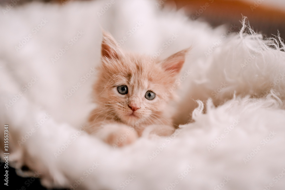 Obraz premium red or ginger little kitten in basket