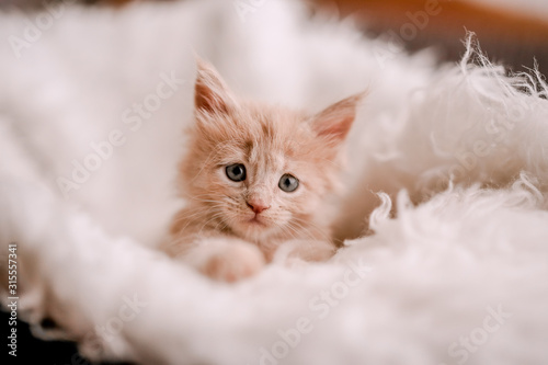 red or ginger little kitten in basket
