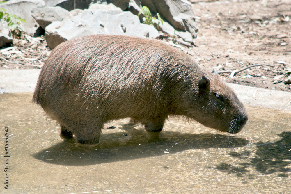 this is a side view of a capybara this is a side view of a capybara