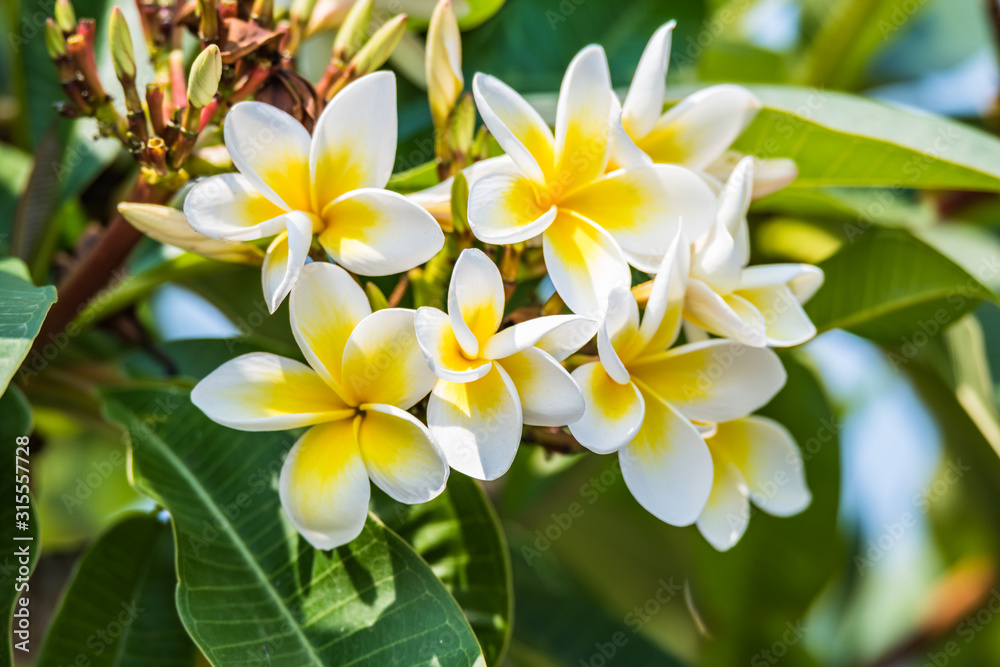 Yellow and White Frangipani Flowers in Bloom
