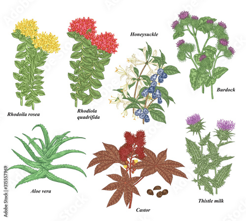 Medical plants and herbs set. Rhodoila rosea, Rhodiola quadrifida, burdock, honeysuckle, thistle, castor and aloe vera hand drawn. Vector illustration botanical. Colorful engraved style.