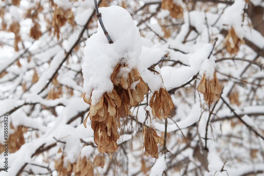 Winter in the city. Trees in the snow. White background. Maple seeds in the winter