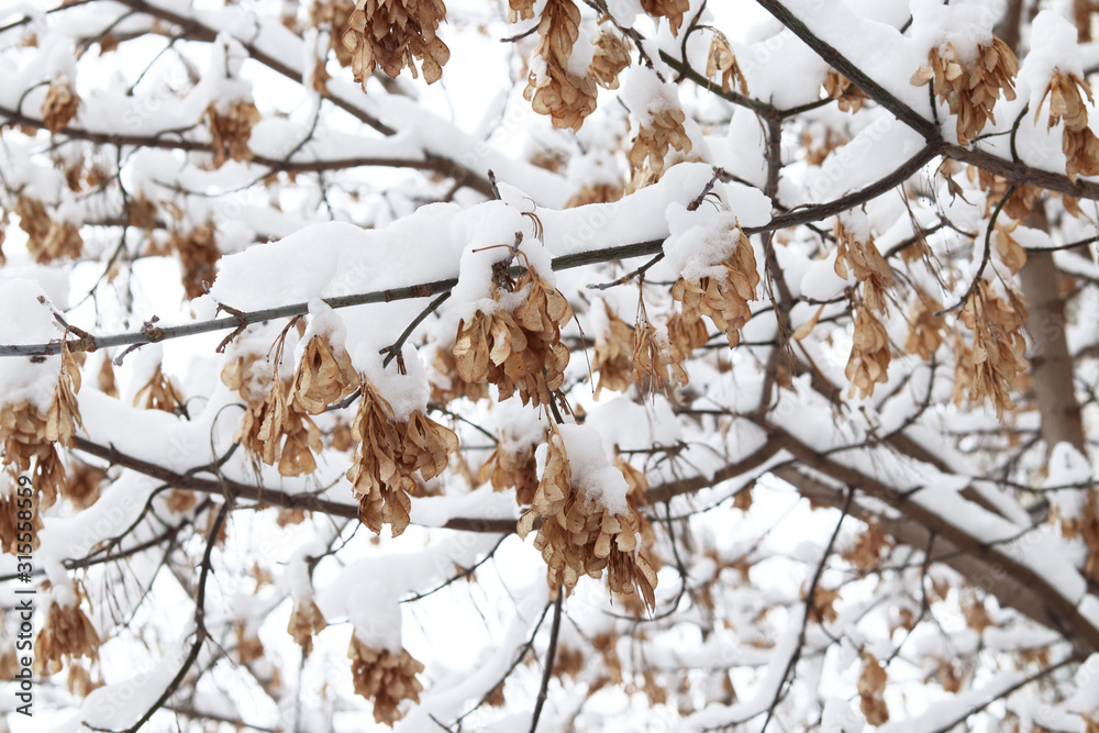 Winter in the city. Trees in the snow. White background. Maple seeds in the winter Winter in the city. Trees in the snow. White background. Maple seeds in the winter