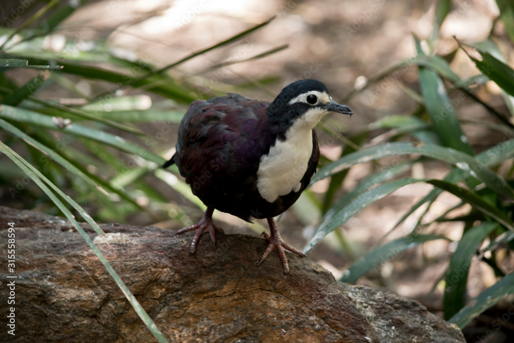 new guinea ground dove forages for food on the ground new guinea ground dove forages for food on the ground