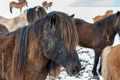 purebred Icelandic horses after a snowfall
