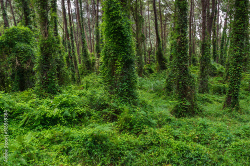  Green forest in Liencres, Santander. Spain. © A.J. Pedrosa