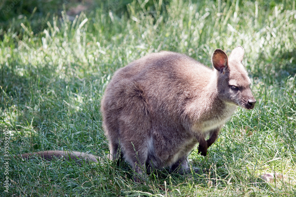 the red necked wallaby has a joey in her pouch the red necked wallaby has a joey in her pouch