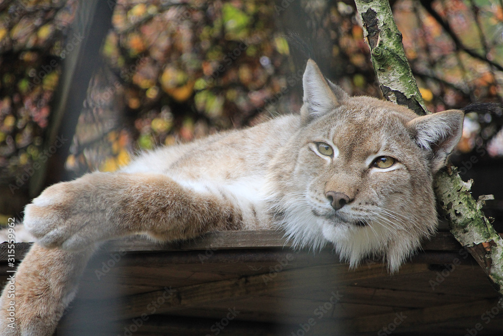 Fototapeta premium Portrait of an animal lynx.