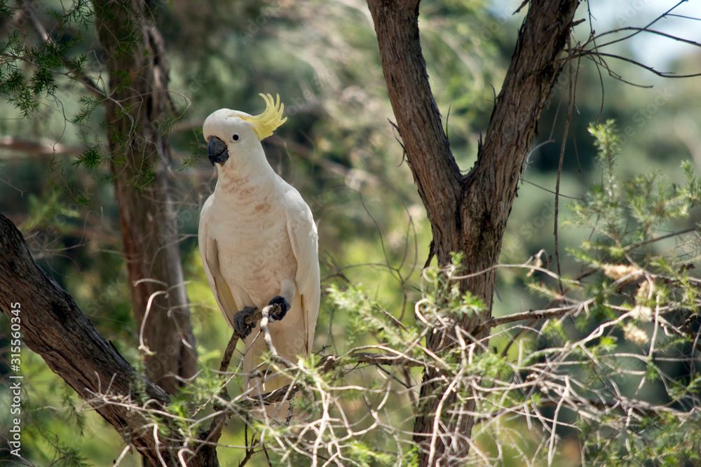 the sulphur crested cockatoo is perched in a tree the sulphur crested cockatoo is perched in a tree
