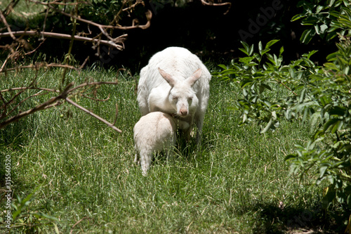 this is an albino western kangaroo feeding her joet photo