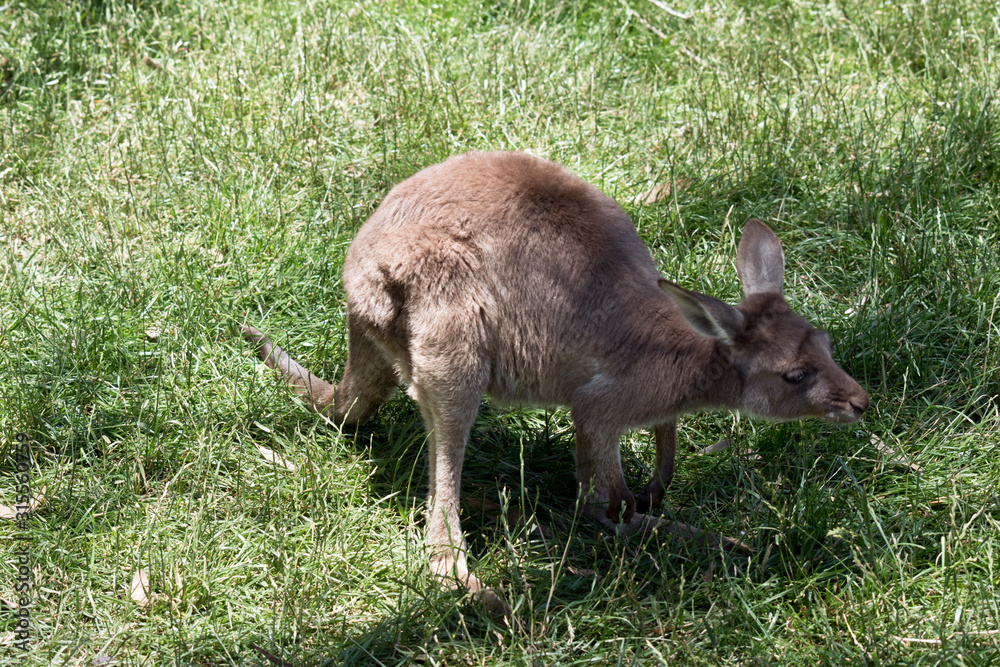 this is a joey western grey kangaroo this is a joey western grey kangaroo