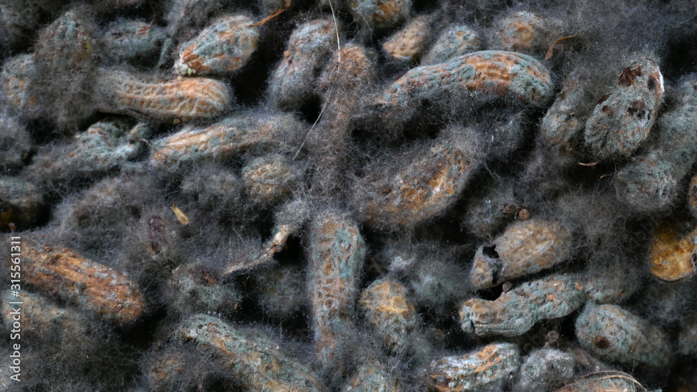 black fungus in a peanut shell, fungi moss