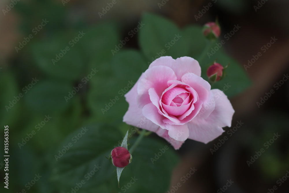 Pink rose bloom garden in day light. Valentine day or special anniversary day background Pink rose bloom garden in day light. Valentine day or special anniversary day background