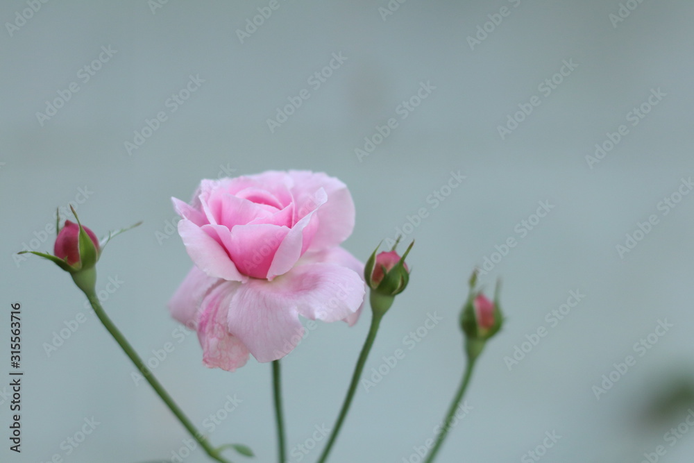 Pink rose bloom garden in day light. Valentine day or special anniversary day background Pink rose bloom garden in day light. Valentine day or special anniversary day background