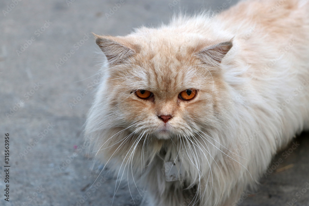 Persian cat in brown and white color on the concrete floor. The Persian cat is a long-haired breed of cat characterized.