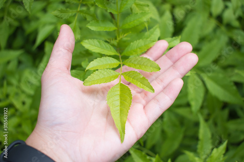 The woman's hand is holding the green leaves