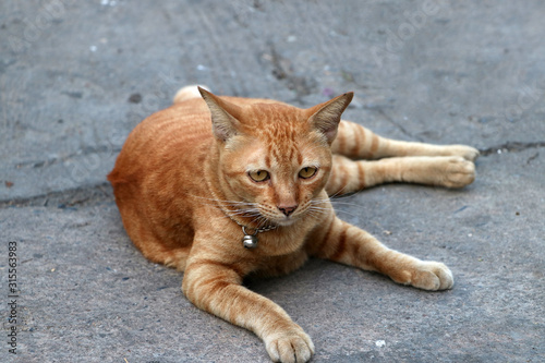 Striped cat lying down on the concrete ground. Orange color of cat sleep on the mortar floor.