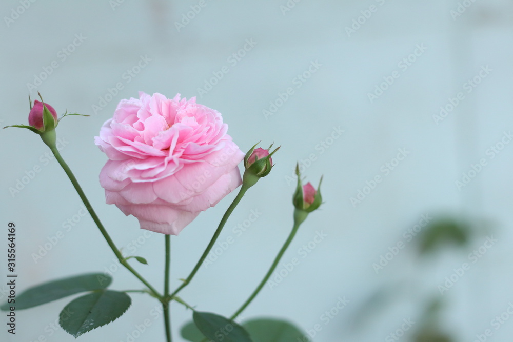Pink rose bloom garden in day light. Valentine day or special anniversary day background Pink rose bloom garden in day light. Valentine day or special anniversary day background