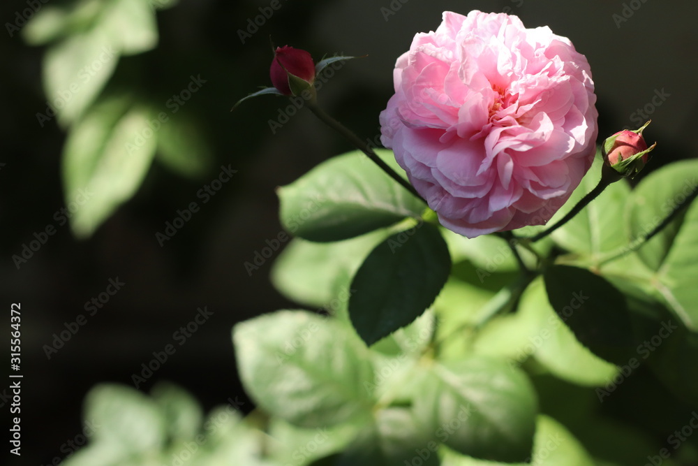 Pink rose bloom garden in day light. Valentine day or special anniversary day background