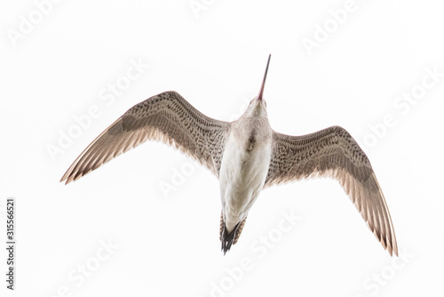 Bar-tailed Godwit photo
