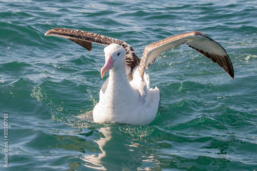 Gibson's Wandering Albatross photo