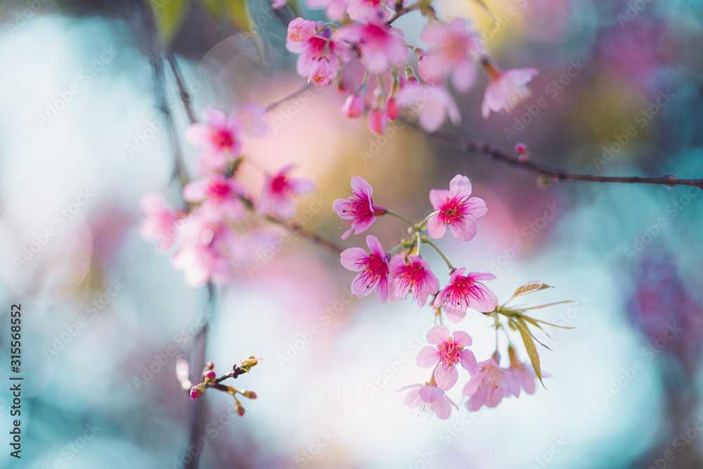 Spring nature,Bloom pink flowers and bright skies Spring nature,Bloom pink flowers and bright skies