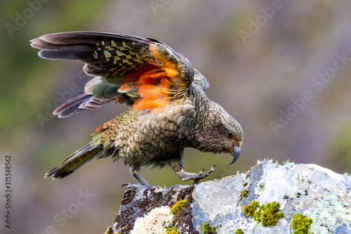 Foto Kea - Alpine Parrot of New Zealand