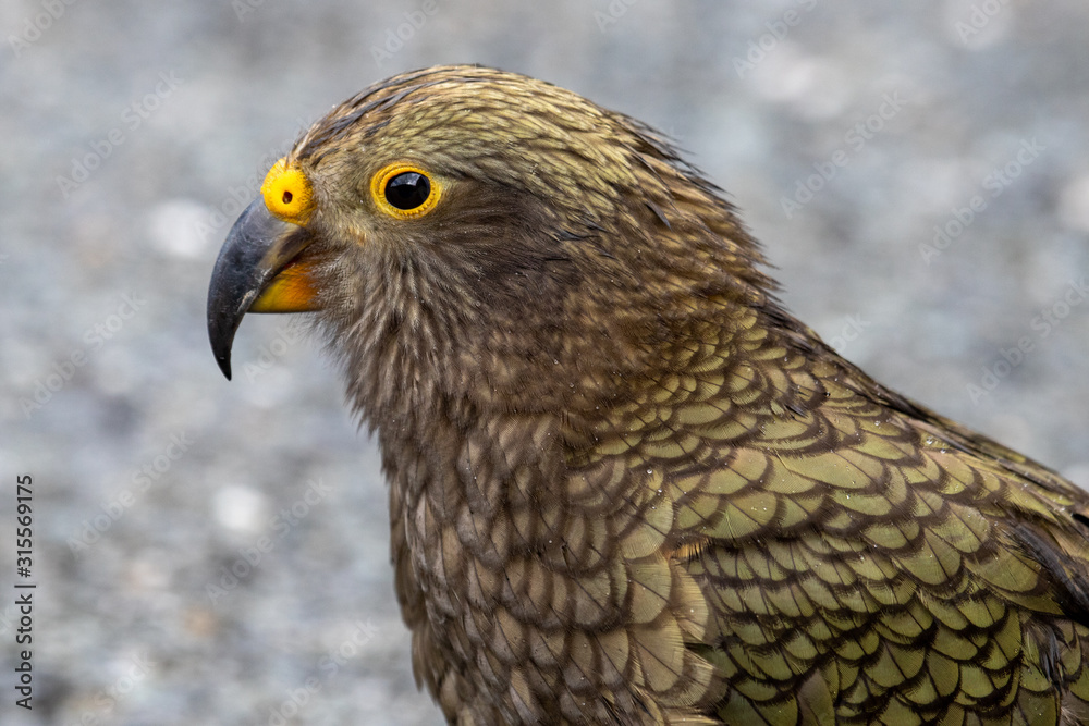 Kea - Alpine Parrot of New Zealand Kea - Alpine Parrot of New Zealand