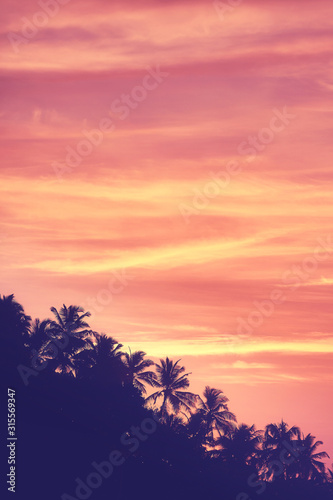 Sky with palm trees silhouettes at sunrise, color toning applied.