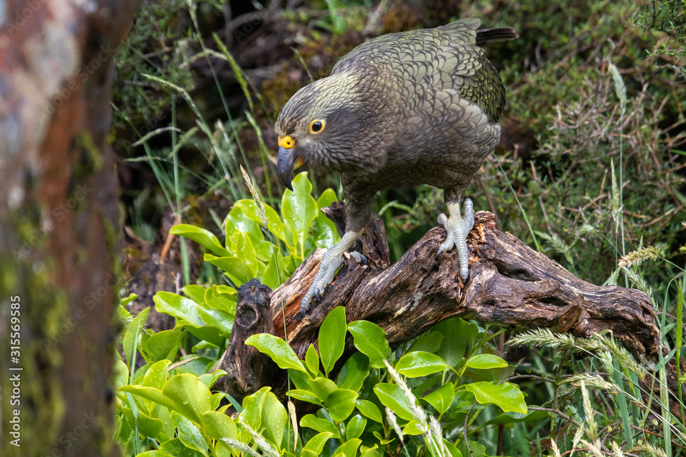 Kea - Alpine Parrot of New Zealand Kea - Alpine Parrot of New Zealand