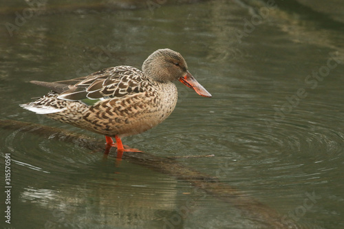 A pretty female Shoveler duck, Anas clypeata, standing on a branch submerged in a lake in the pouring rain.