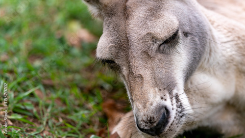 Red kangaroo close up sleeping right of frame © Steve Munro