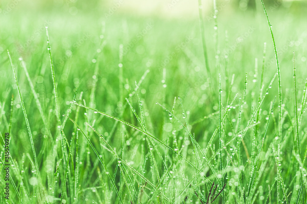 Dew drops on blades of grass in the early morning sunlight in a South African field Dew drops on blades of grass in the early morning sunlight in a South African field