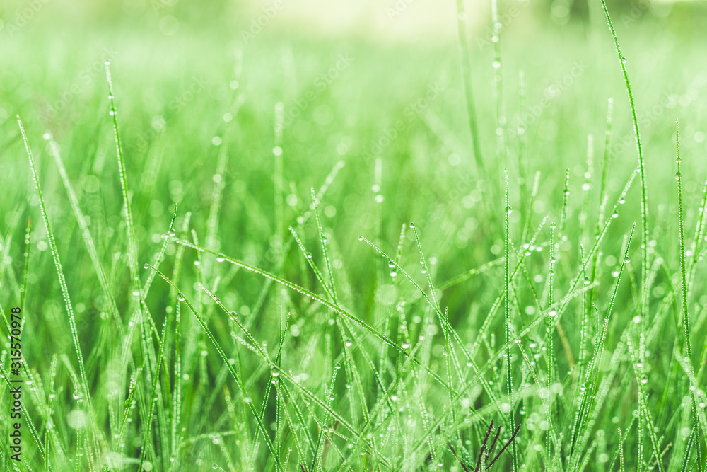 Dew drops on blades of grass in the early morning sunlight in a South African field