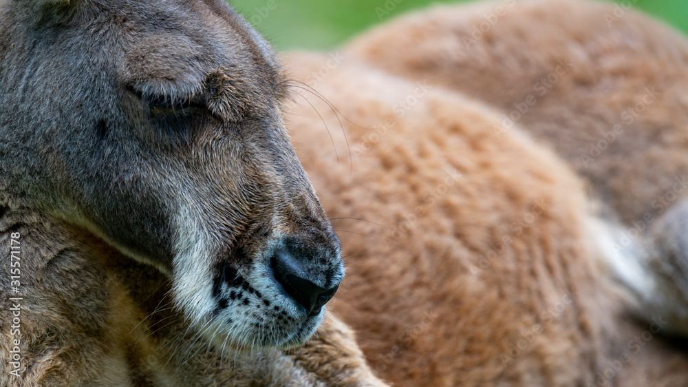 Red kangaroo sleeping extreme close up