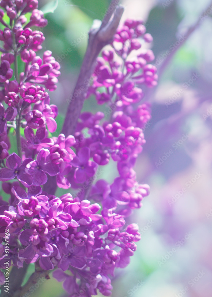 Obraz premium Delicate floral background. Blurred background with spring flowers, bokeh. Bouquet of lilac close-up