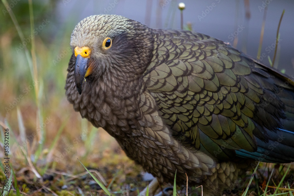 Fototapeta premium Kea - Alpine Parrot of New Zealand