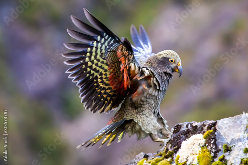 Kea - Alpine Parrot of New Zealand © Imogen