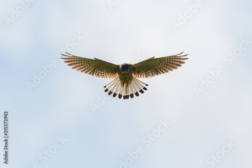 Bild auf Leinwand symmetric silhouette of kestrel (falco tinnunculus) in flight