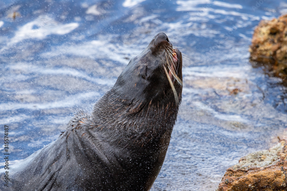 Naklejka premium New Zealand Fur Seal