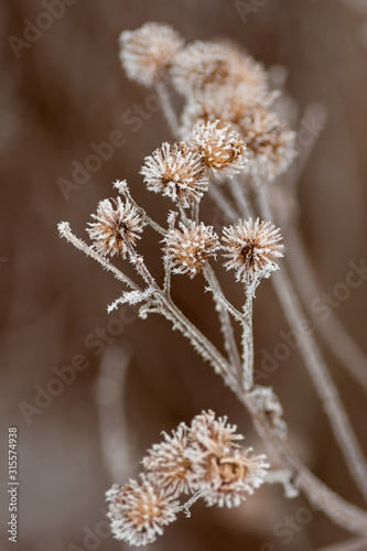 Dry thorny burdock in winter on a blurry background. Thistle, bur, burdock, thorn, Arctium. Winter natural background. Selective focus © Sergey Bogdanov