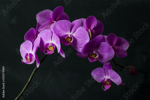 Large branch of phalaenopsis orchid with purple flowers on a black background.