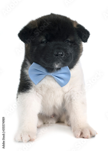 puppy american akita