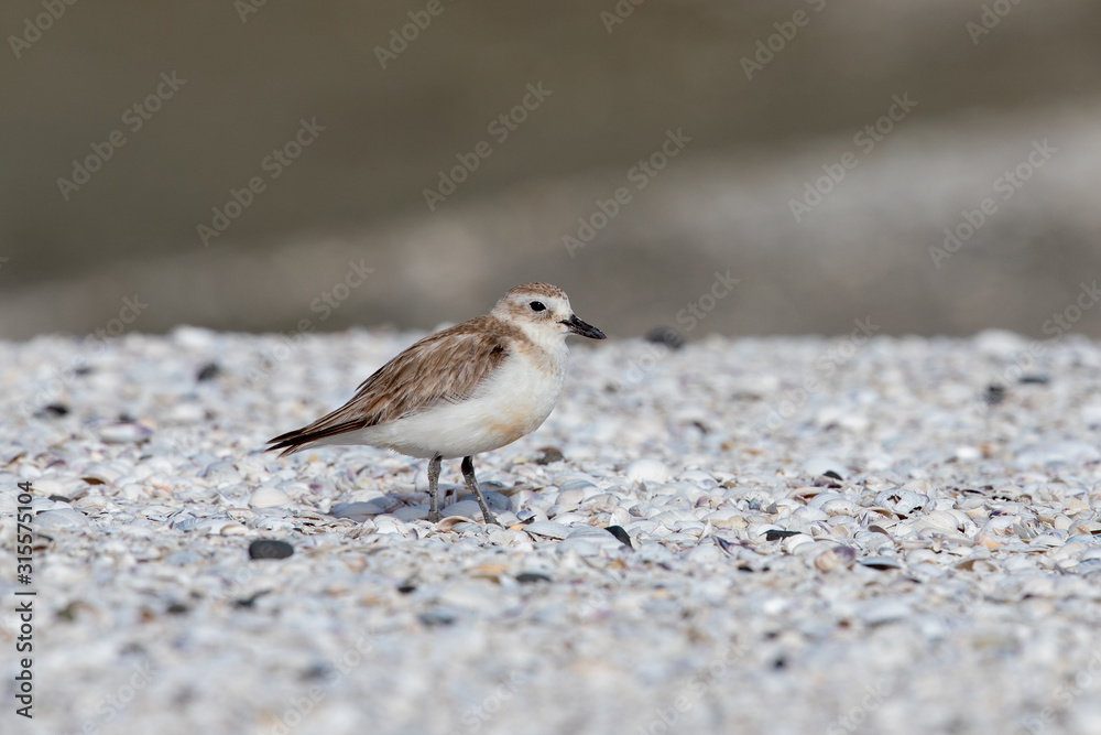 New Zealand Dotterel / Red-breasted Dotterel New Zealand Dotterel / Red-breasted Dotterel