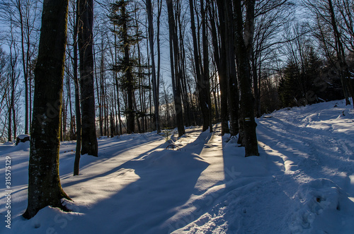 Fototapeta Naklejka Na Ścianę i Meble -  ośnieżony las bieszczady
