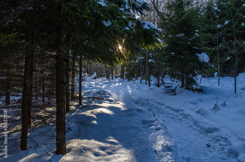 Fototapeta Naklejka Na Ścianę i Meble -  ośnieżony las bieszczady